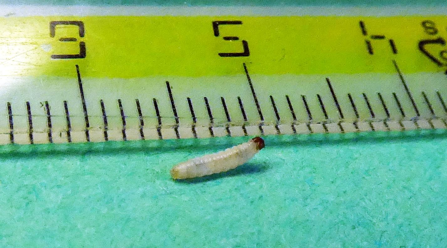 Larva  di Tineola bisseliella - Tineidae