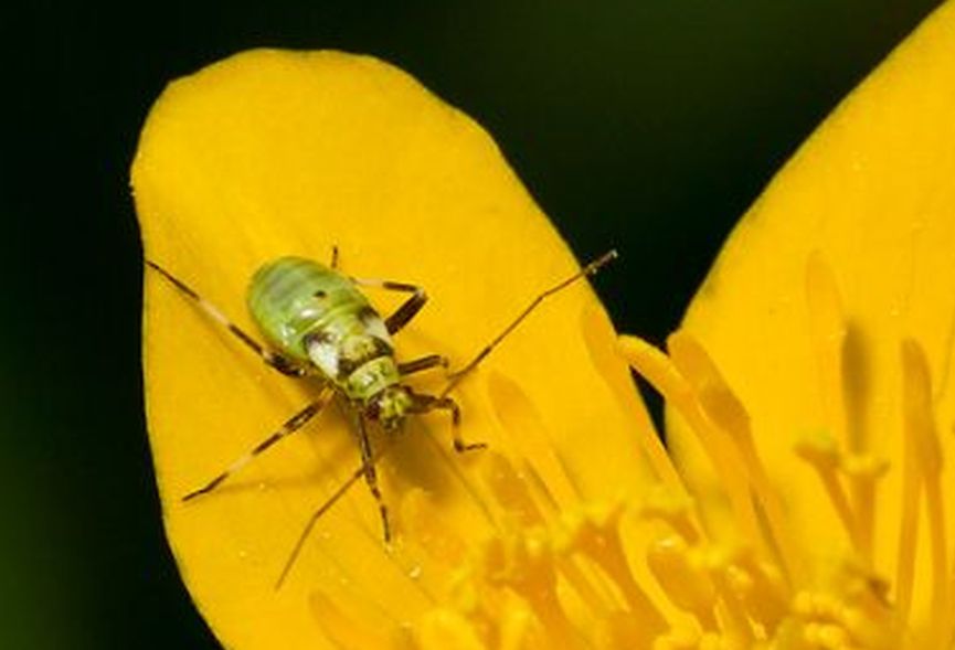 ninfa di Miridae: cfr. Grypocoris stysi