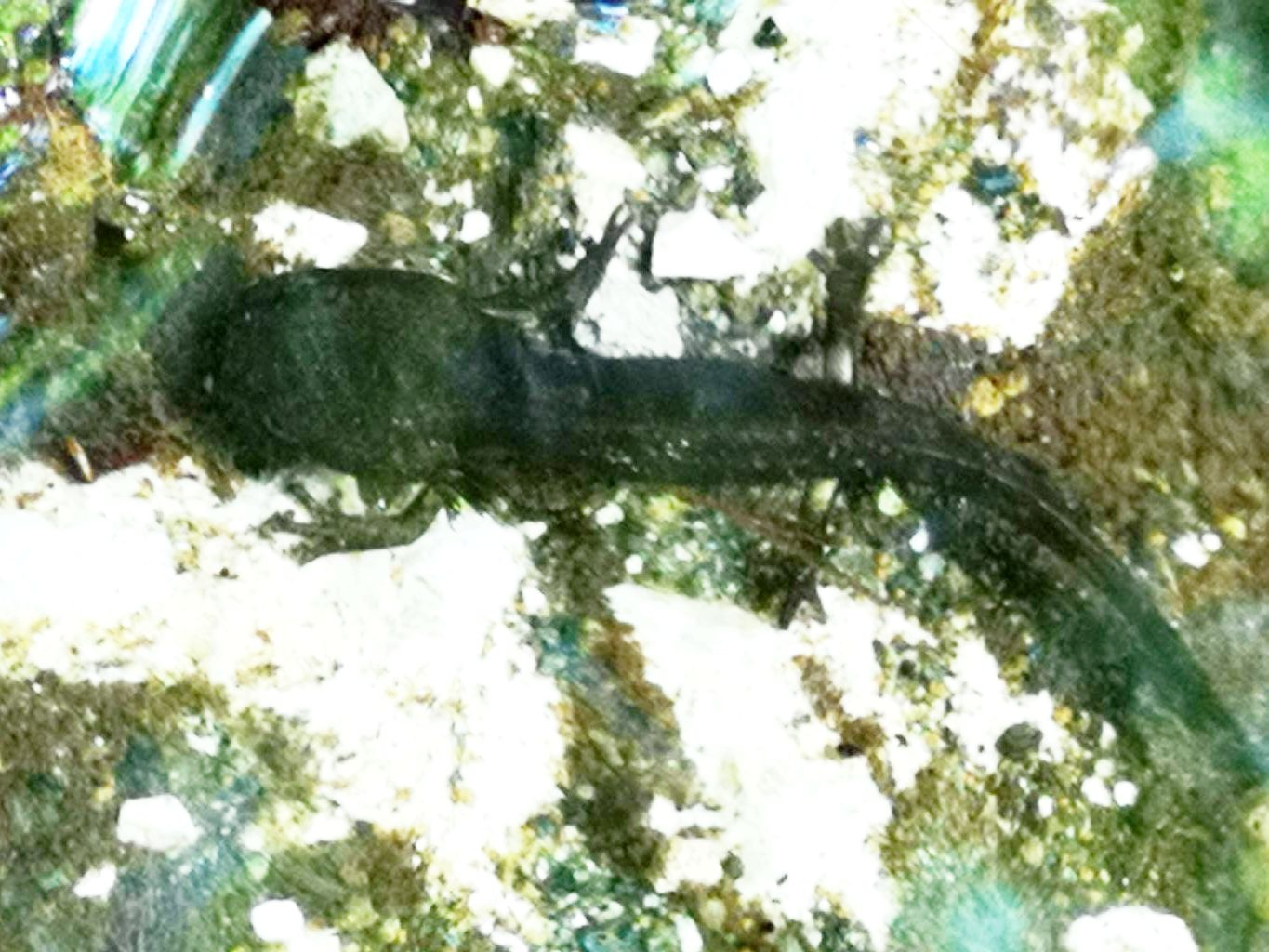 larva di Salamandra salamandra gigliolii / salamandra pezzata meridionale