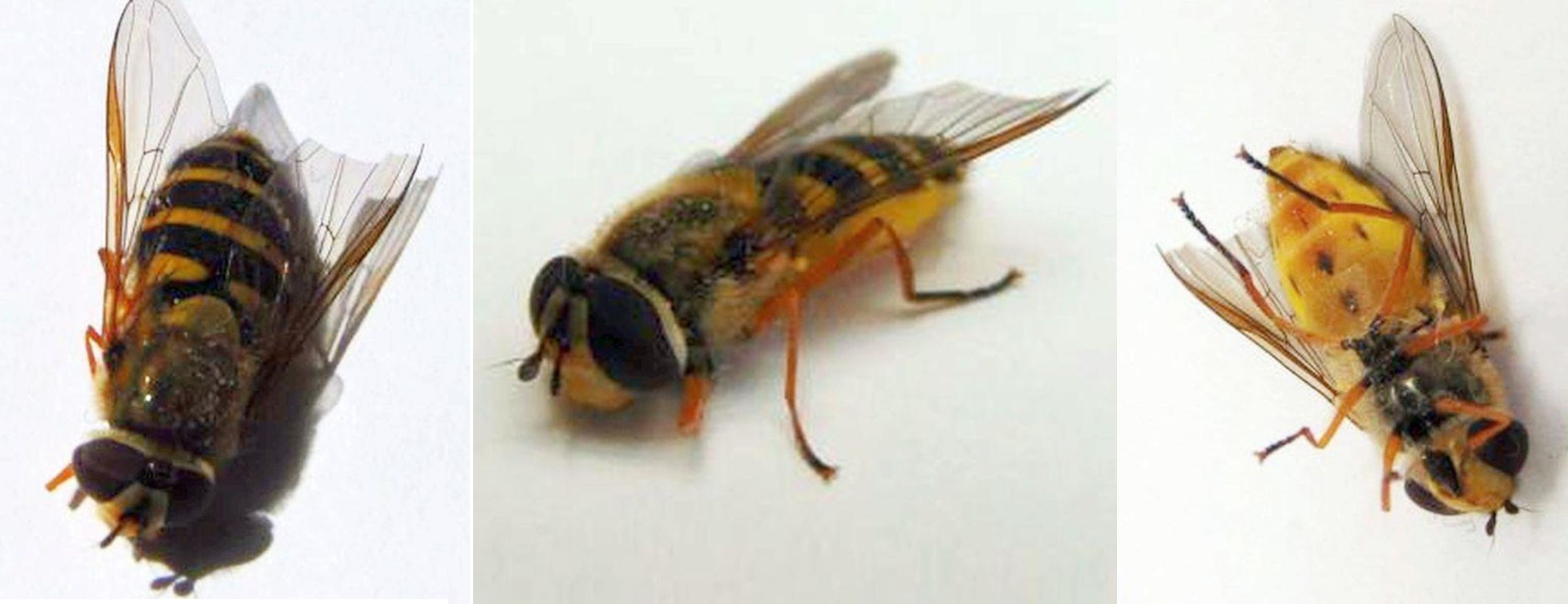 Syrphidae: Syrphus ribesii