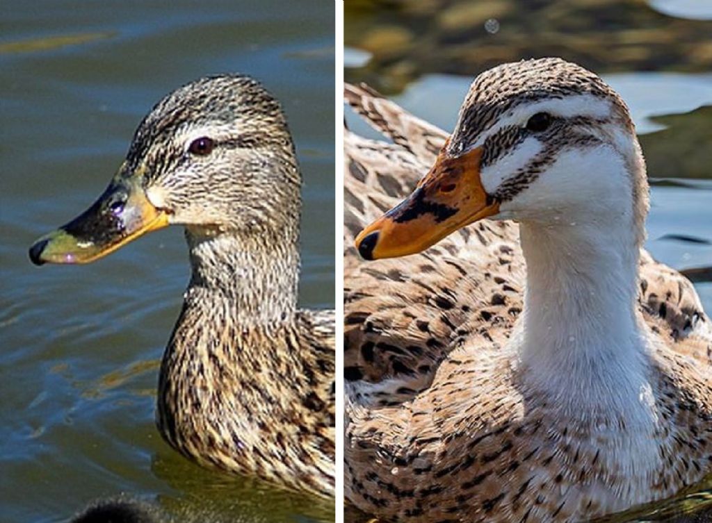 Anatidae - Ibrido o fuggitivo ?????