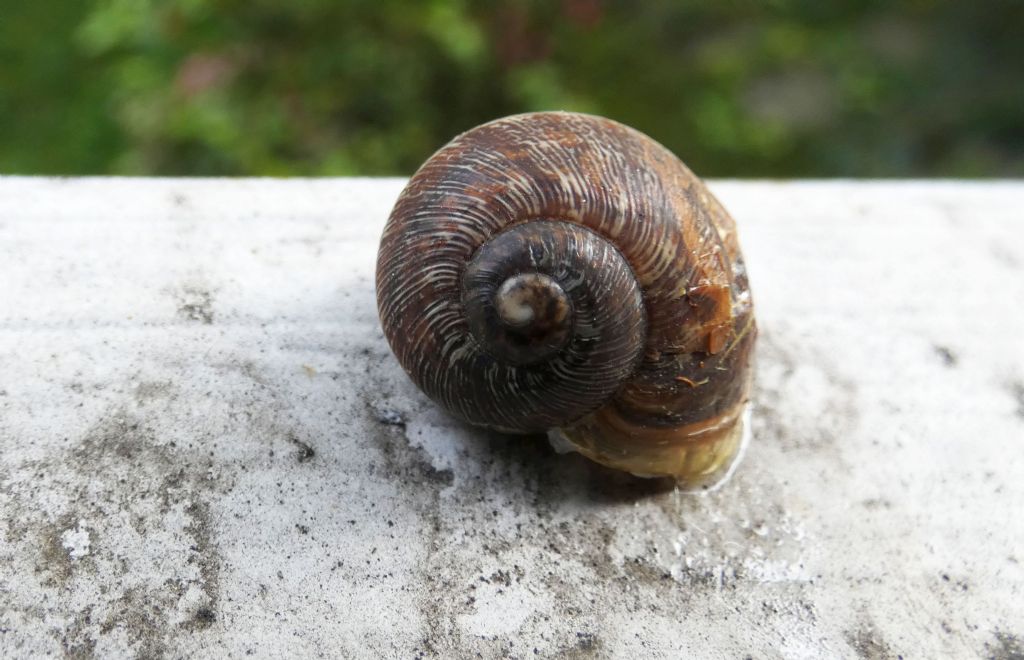 Cornu aspersum, giovane