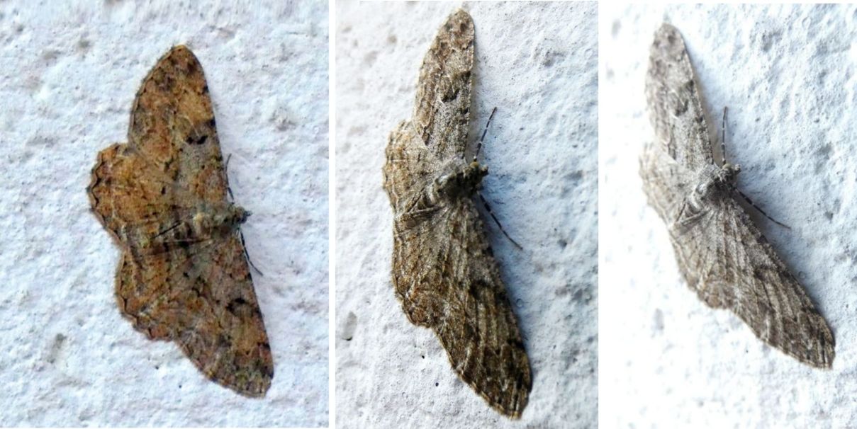 Geometridae: Peribatodes rhomboidaria