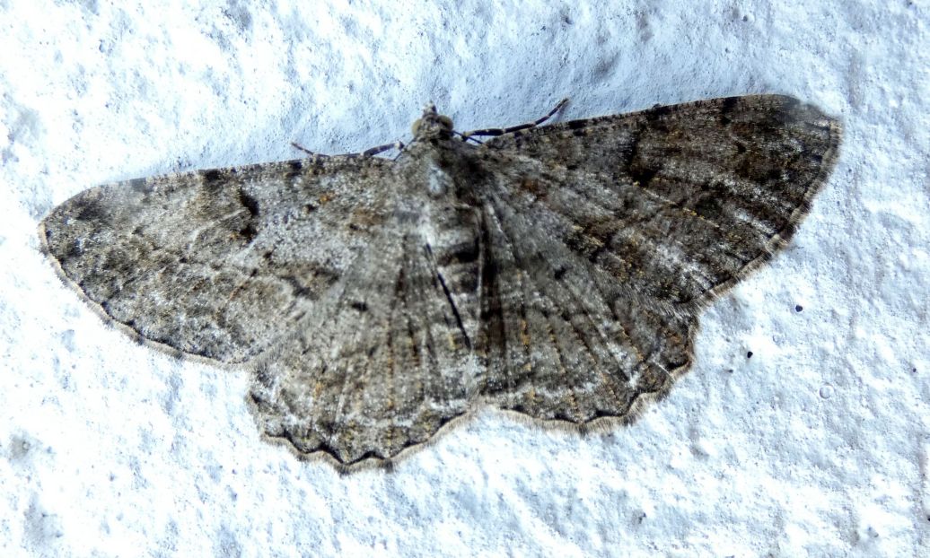 Geometridae: Peribatodes rhomboidaria