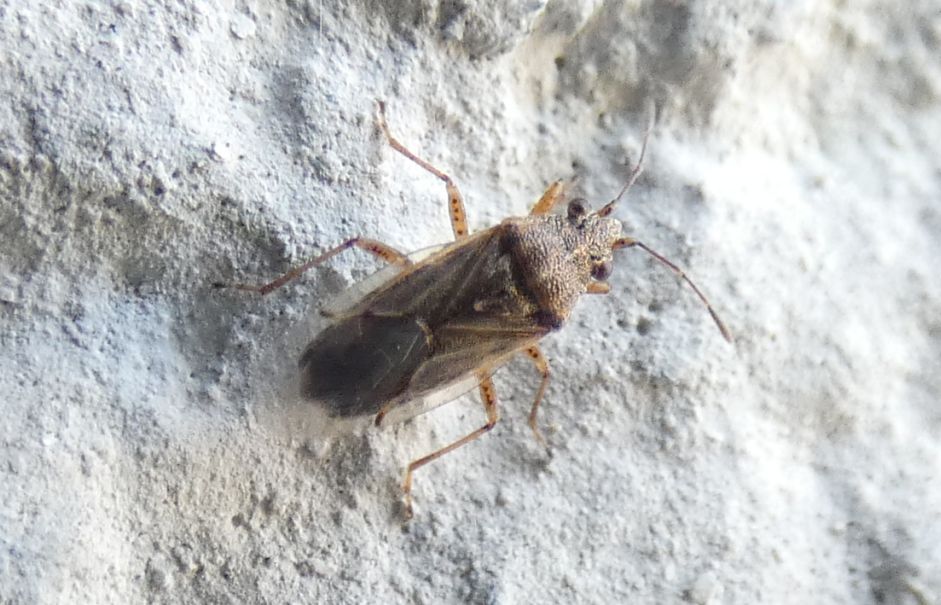 Lygaeidae: Nysius sp.