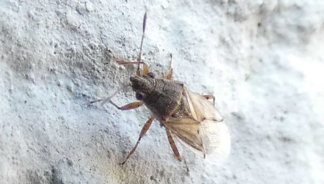 Lygaeidae: Nysius sp.