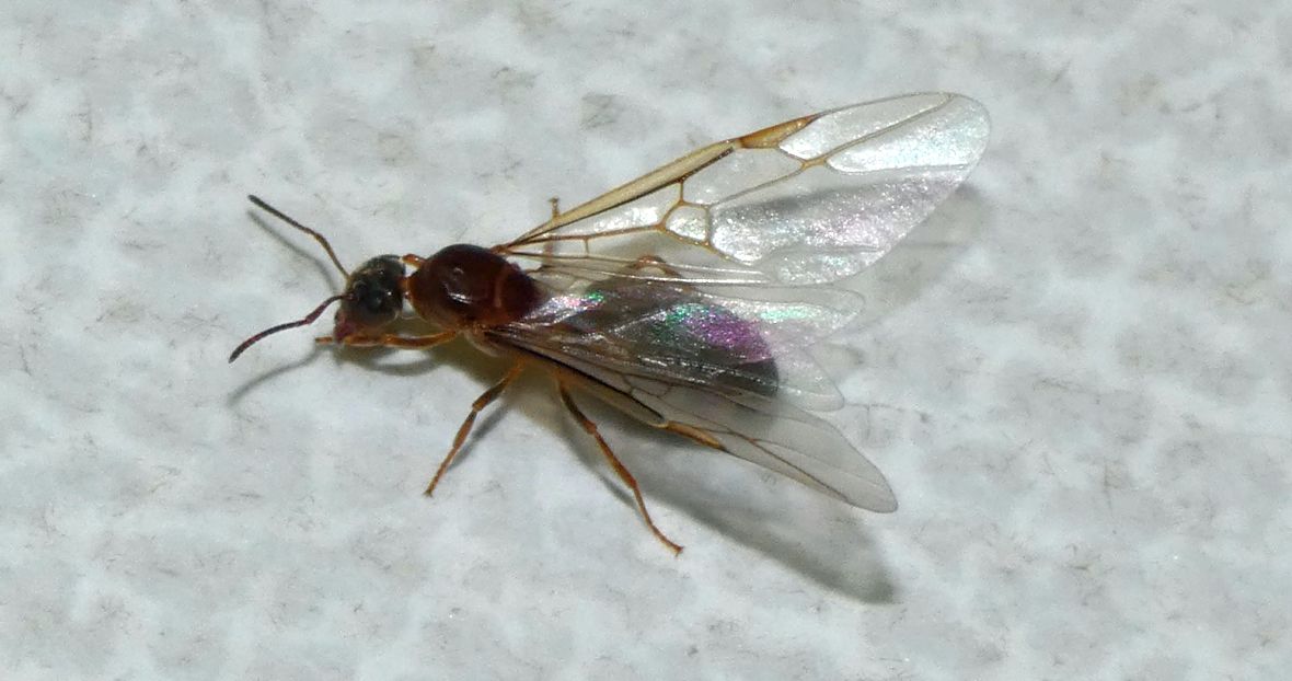 Formica alata: Lasius sp., regina