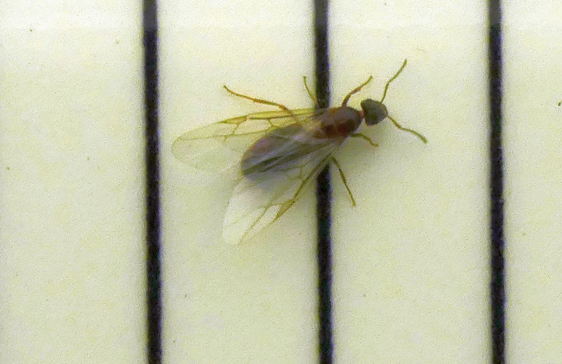 Formica alata: Lasius sp., regina