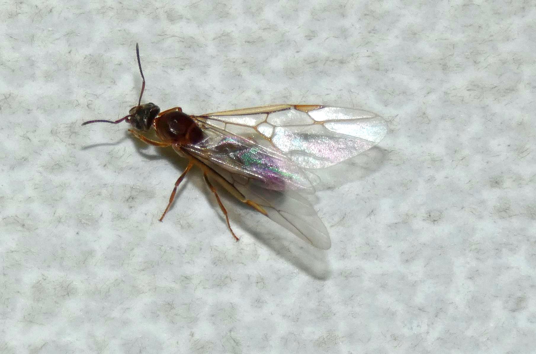 Formica alata: Lasius sp., regina