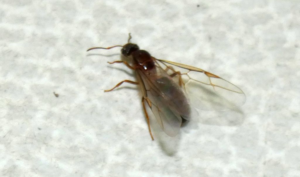 Formica alata: Lasius sp., regina