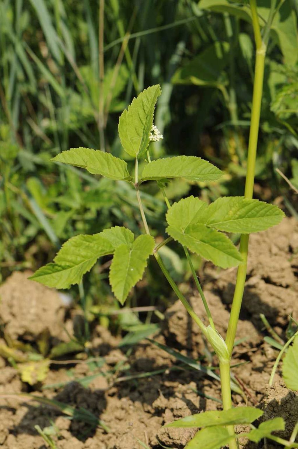 Aegopodium podagraria / Girardina silvestre