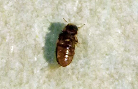 Un saluto ed identificazione piccoli insettini: Coleottero ignoto e tarlo: Anobiidae sp.