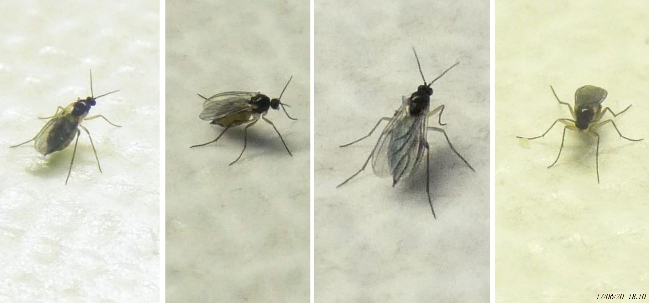 Quale famiglia? Sciaridae