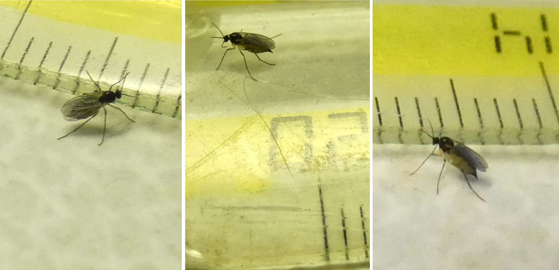 Quale famiglia? Sciaridae