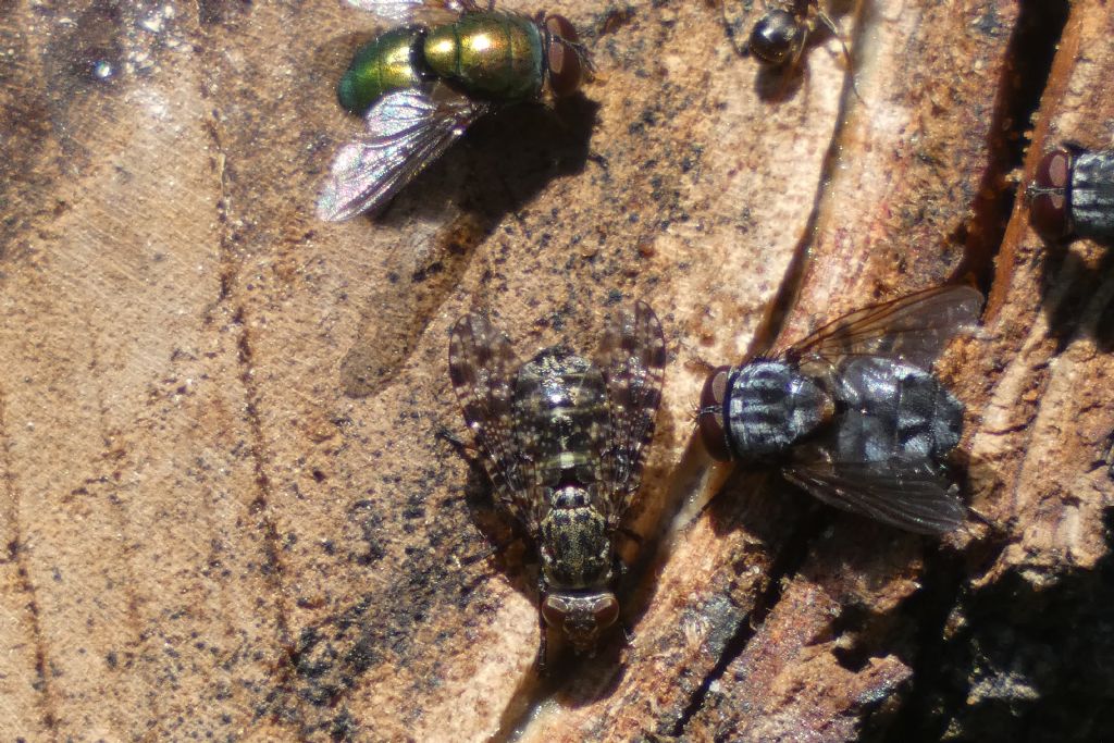 Ditteri a banchetto: Calliphoridae , Muscidae,  Platystomatidae,...