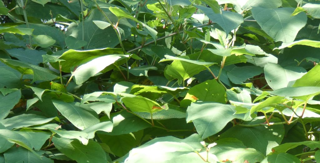 Reynoutria japonica (Polygonaceae)