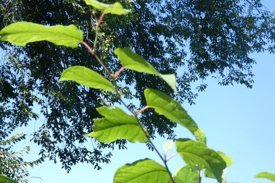 Reynoutria japonica (Polygonaceae)