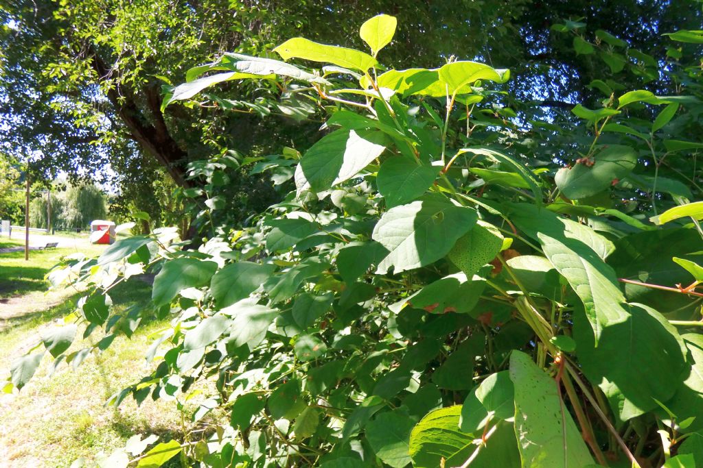 Reynoutria japonica (Polygonaceae)