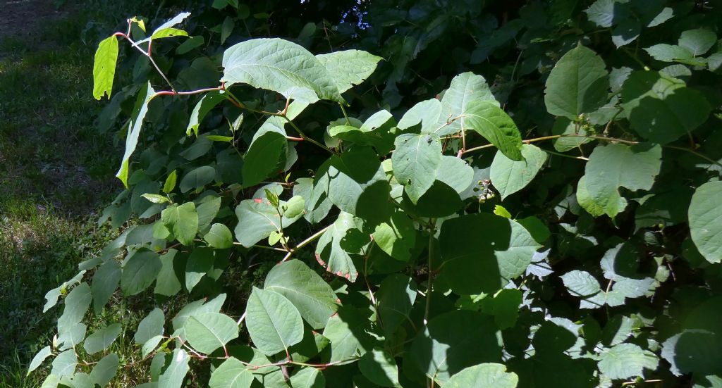 Reynoutria japonica (Polygonaceae)