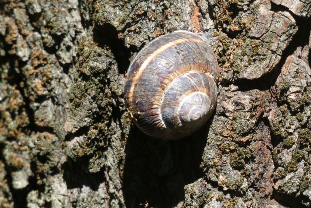 Helix?  S, Helix lucorum