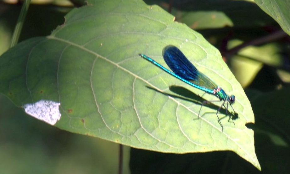 Calopterix splendens, maschio