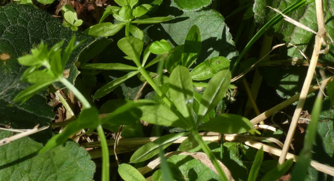 Gallium sp. (Rubiaceae)