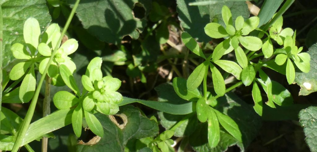 Gallium sp. (Rubiaceae)