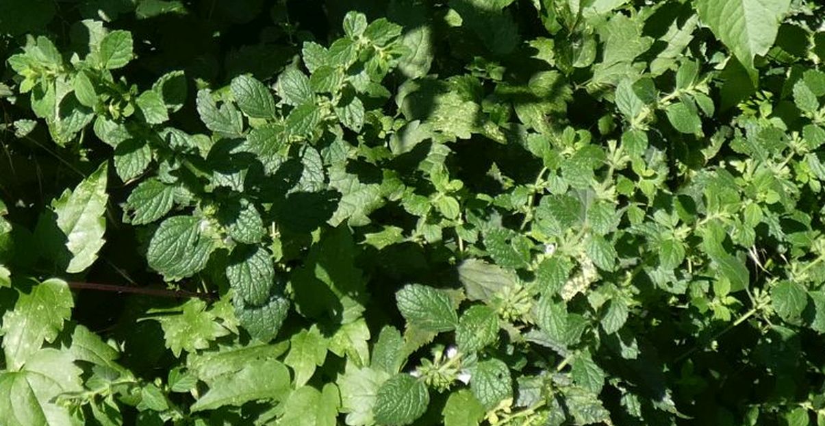 Ballota nigra (Lamiaceae)