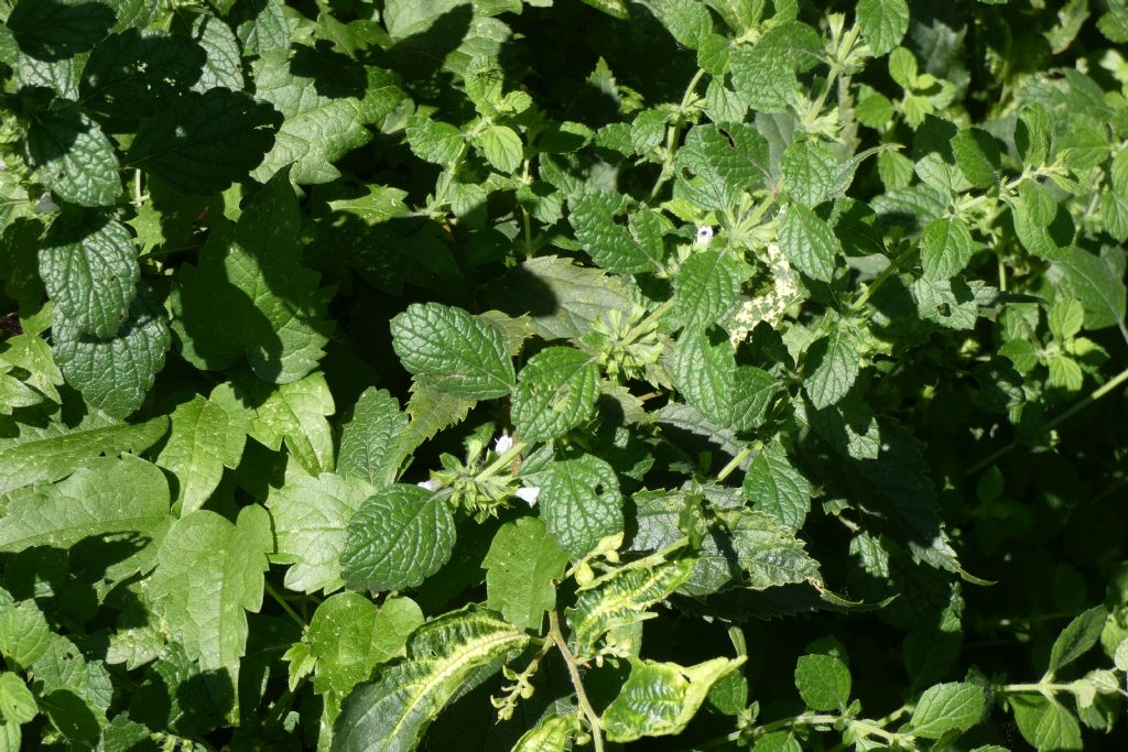 Ballota nigra (Lamiaceae)