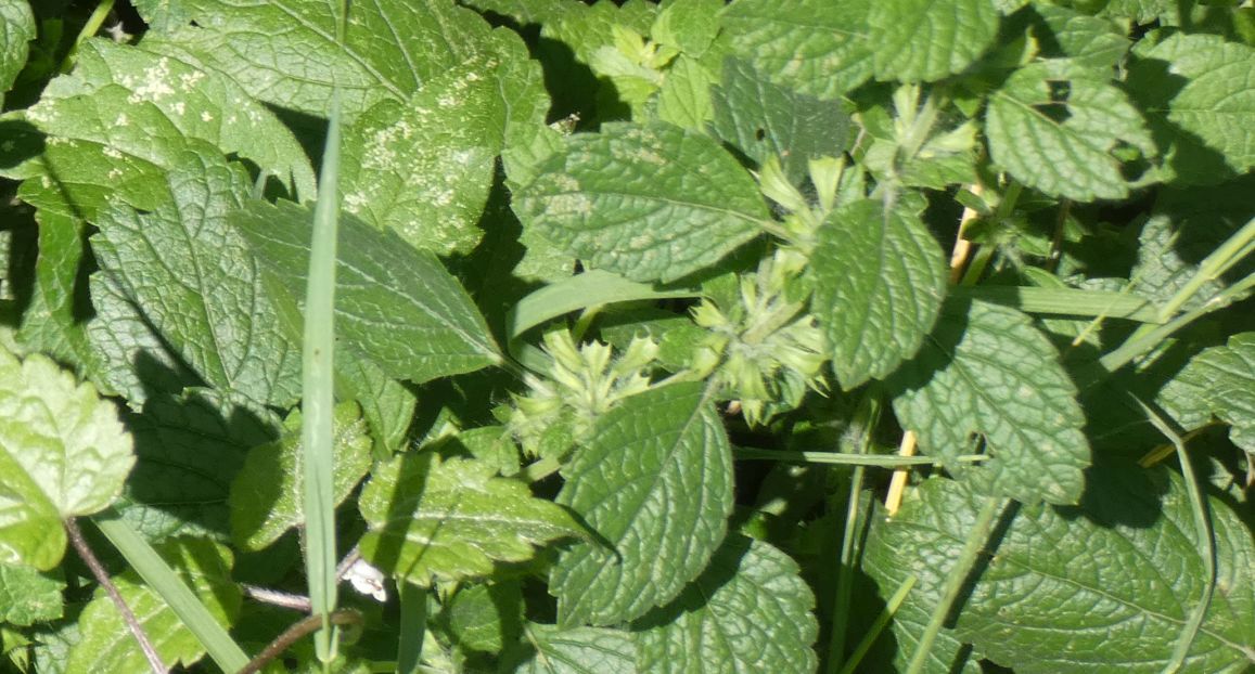 Ballota nigra (Lamiaceae)