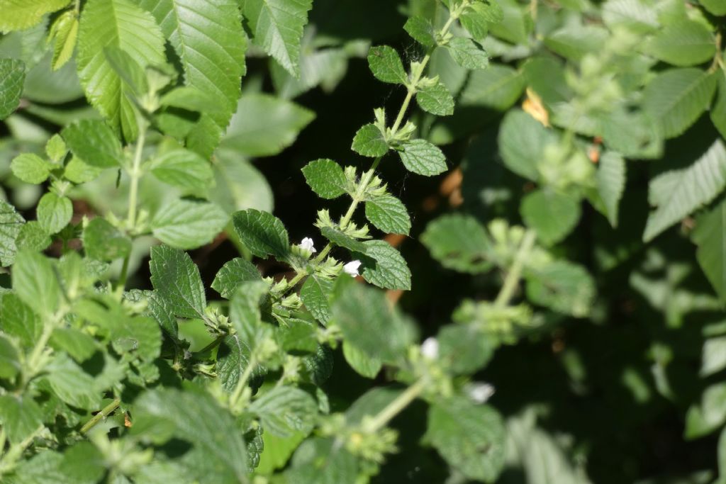 Ballota nigra (Lamiaceae)