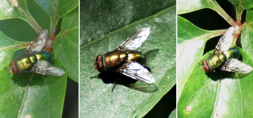 Mosche verdi: Calliphoridae sp.