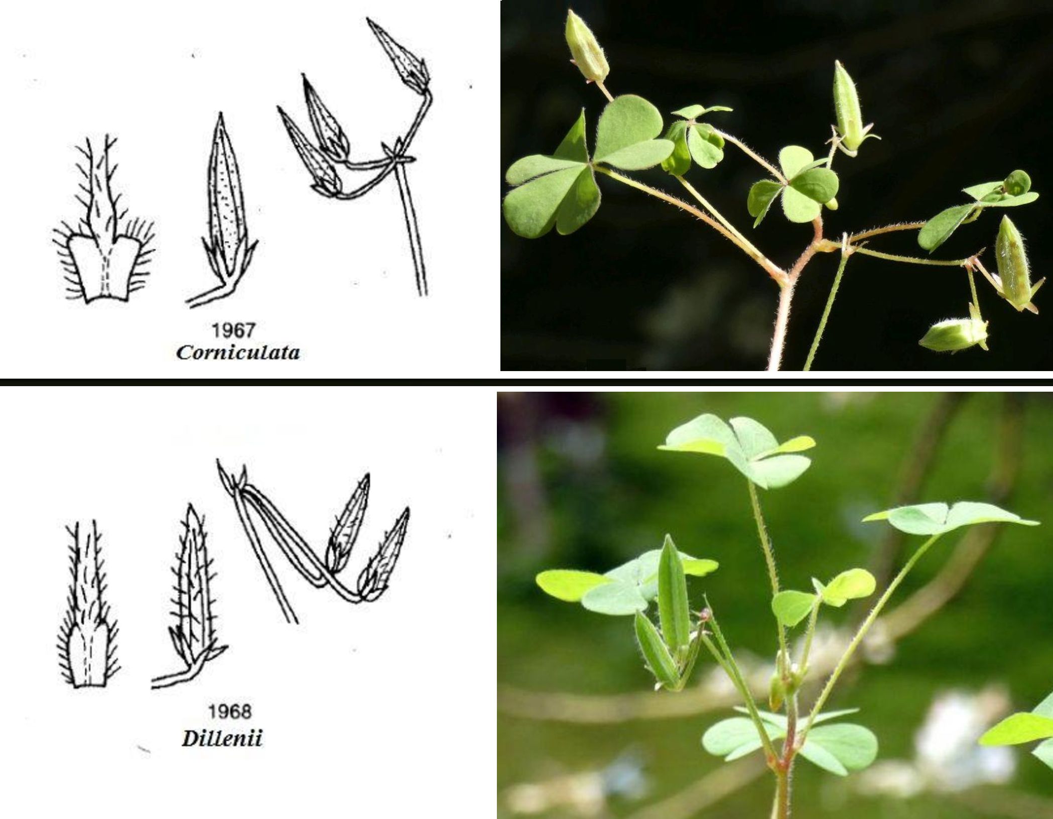 Oxalis con fiori cleistogami: Oxalis corniculata