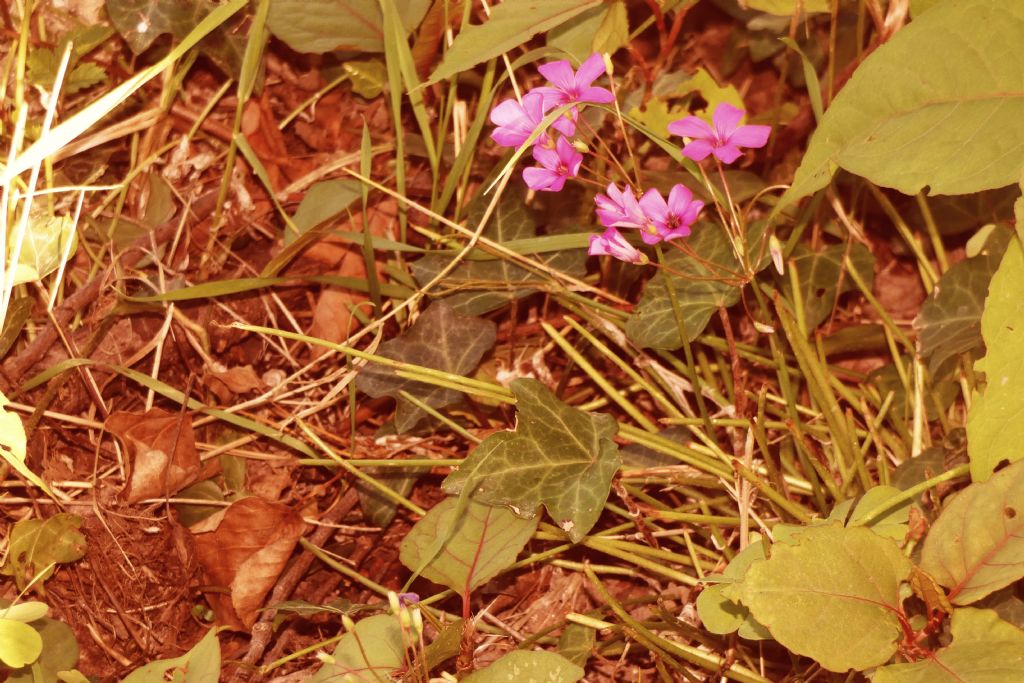 Oxalis articulata