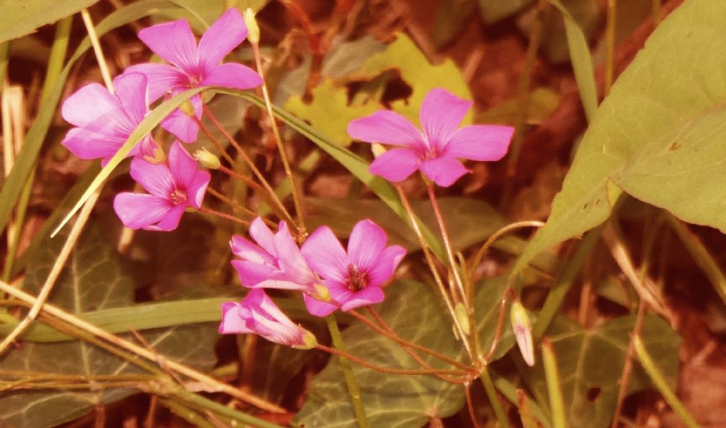 Oxalis articulata