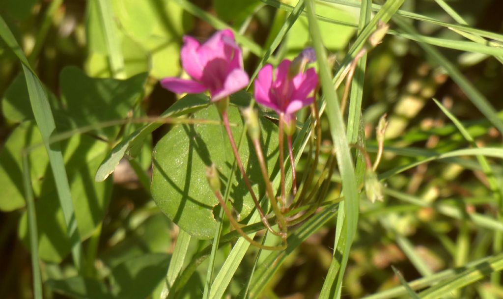 Oxalis articulata