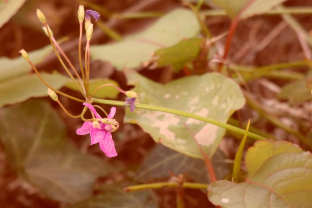 Oxalis articulata