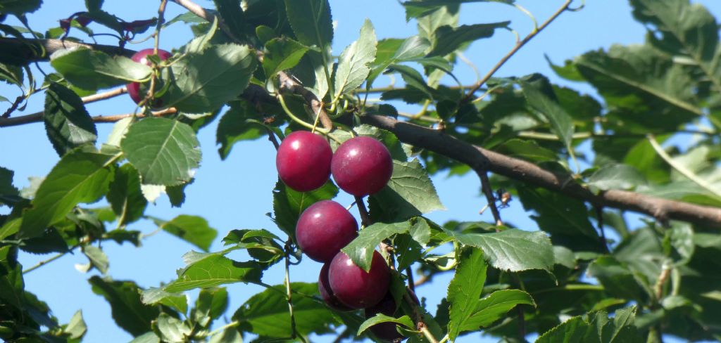 Frutti/Bacche di....?... Prunus sp. (Rosaceae)