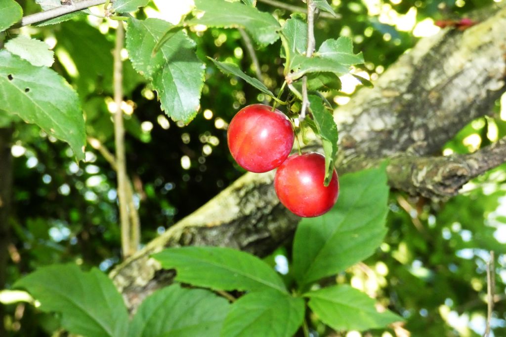 Frutti/Bacche di....?... Prunus sp. (Rosaceae)