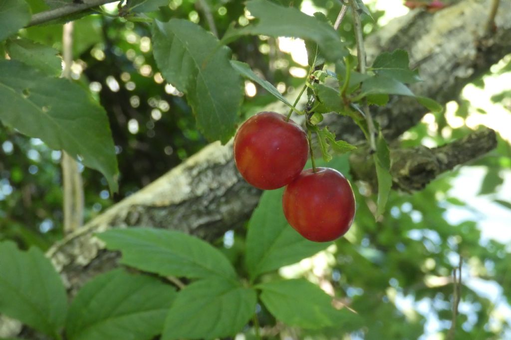 Frutti/Bacche di....?... Prunus sp. (Rosaceae)