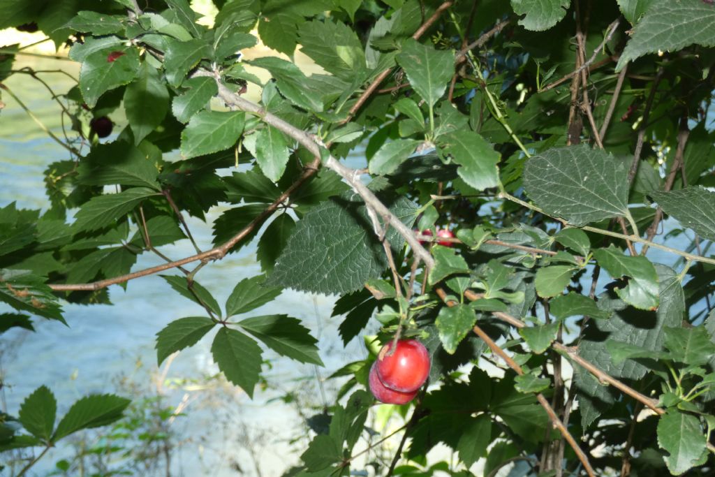 Frutti/Bacche di....?... Prunus sp. (Rosaceae)