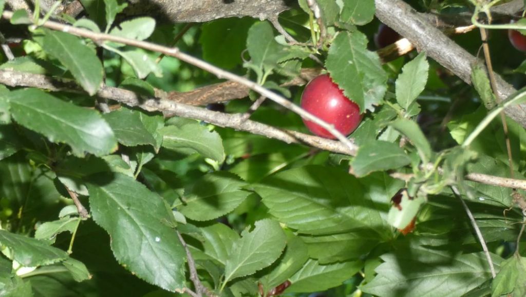 Frutti/Bacche di....?... Prunus sp. (Rosaceae)