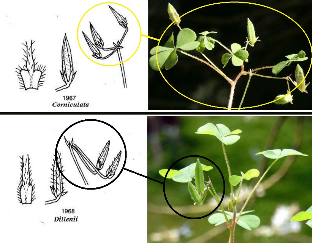 Oxalis con fiori cleistogami: Oxalis corniculata