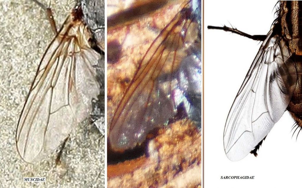 Ditteri a banchetto: Calliphoridae , Muscidae,  Platystomatidae,...
