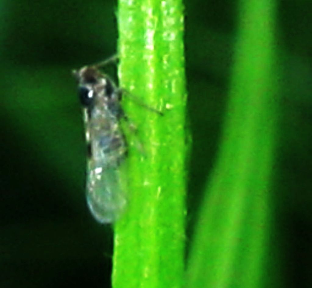 Fulgoromorpha Delphacidae: Laodelphax striatella, maschio