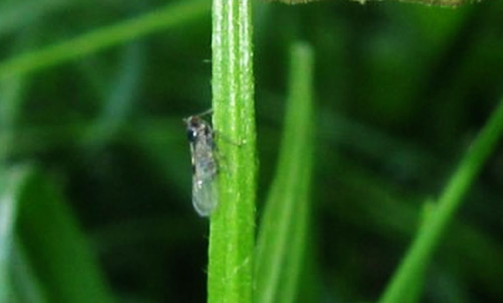 Fulgoromorpha Delphacidae: Laodelphax striatella, maschio