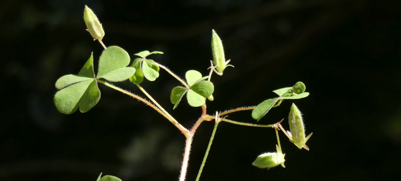 Oxalis con fiori cleistogami: Oxalis corniculata