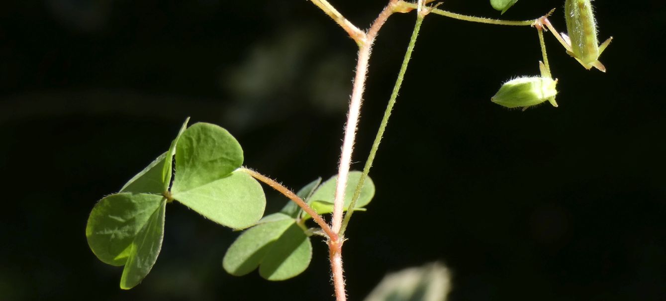 Oxalis con fiori cleistogami: Oxalis corniculata