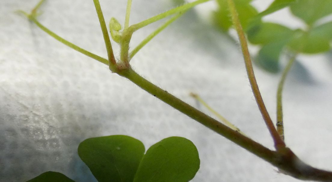 Oxalis con fiori cleistogami: Oxalis corniculata