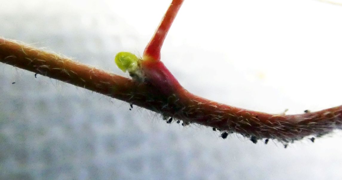 Oxalis con fiori cleistogami: Oxalis corniculata